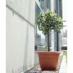 Kép 2/2 - Virágcserép 130 mm Terrakotta TERRA Prosperplast