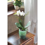 Kép 2/2 - Virágcserép 160 mm Átlátszó lila COUBI Prosperplast