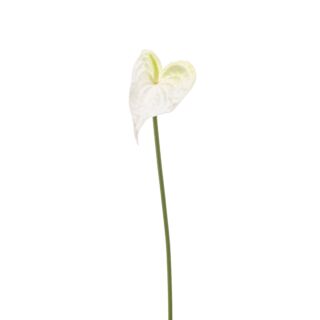 Anthurium/Flamingóvirág / gumi,fehér  50 cm