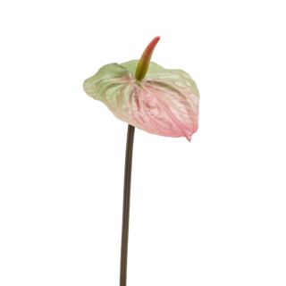 Anthurium/Flamingóvirág/ gumi, zöld/pink 65 cm