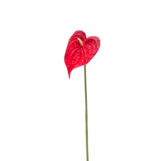 Anthuriun/Flamingóvirág/ gumi,piros  50 cm