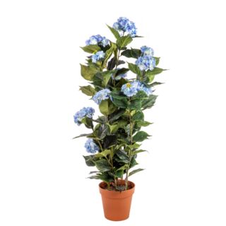 Cserepes Hortenzia kék nagy 140 cm