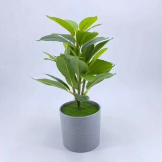 Cserepes zöldellő növény  30 cm  1.