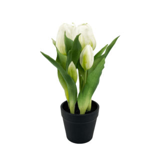 Élethű  cserepes gumi tulipán  fehér  22cm