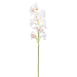 Élethű csónakorchidea (Cymbidium) krém 17 virág