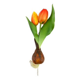Élethű hagymás gumi tulipán narancsos