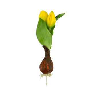 Élethű hagymás gumi tulipán sárga