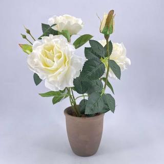 Élethű  rózsabokor kerámia kaspóban 36cm fehér