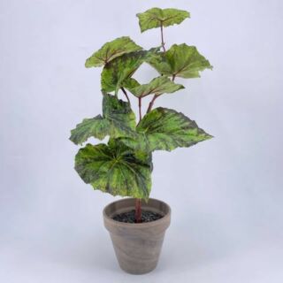 Élethű  szobanövény mix 28-44cm szürke agyagcserépben 1