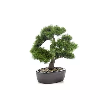 Fenyő bonsai 32 cm,barna kaspóban