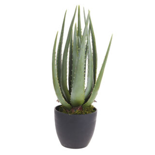 Műnövény Aloe Vera 45cm