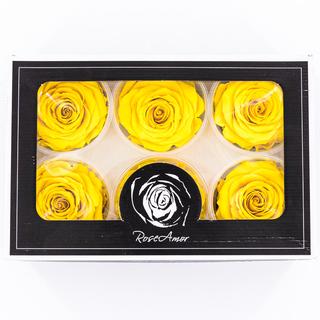Rose Amor LL Örökrózsa fej 6db sárga YEL02
