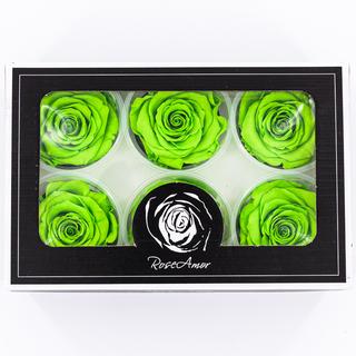 Rose Amor LL Örökrózsa fej 6db zöld GRE05