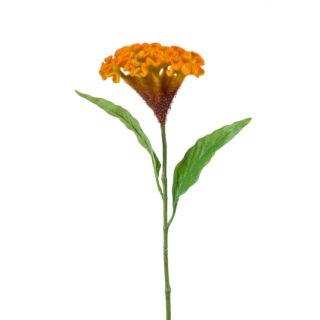Selyem Cellosia sárga/narancs 62 cm