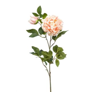 Selyem Peonia,2 virágos, barack színü,100 cm