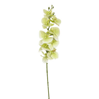 Selyemvirág hosszú szálas orchidea zöldes fehér 108cm