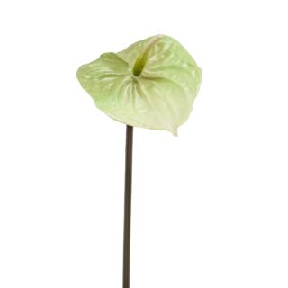 Szálas Anthurium/Flamingóvirág/ gumi zöld 65 cm
