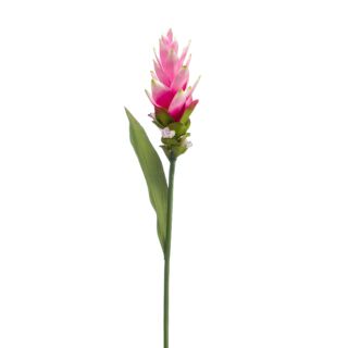Szálas Gumi Curcuma pink 80 cm