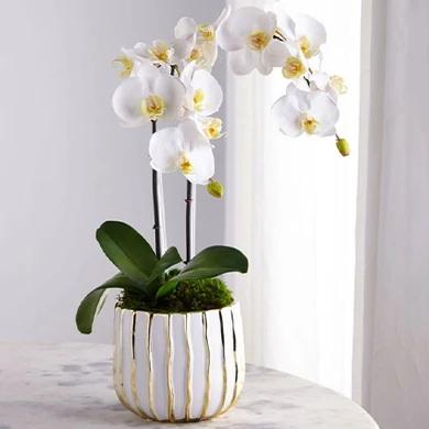 Orchidea kaspó