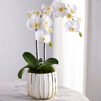 Orchidea kaspó