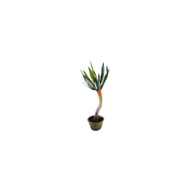 Élethű cserepes Agave (Desmetiana) 60 cm