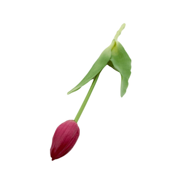 Élethű szálas bimbós gumi tulipán - Padlizsán