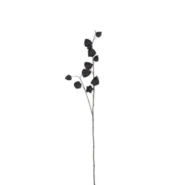 Pénz virág fekete 94x17cm  (kínai lámpás virág)