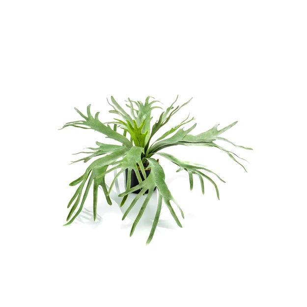 Szarvasagancs páfrány/ gumi/14 leveles, 60 cm,műanyag kaspóban