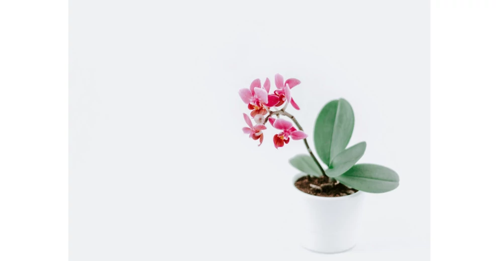Agyaggranulatum Felhasznalasa () Agyaggranulatum Felhasznalasa