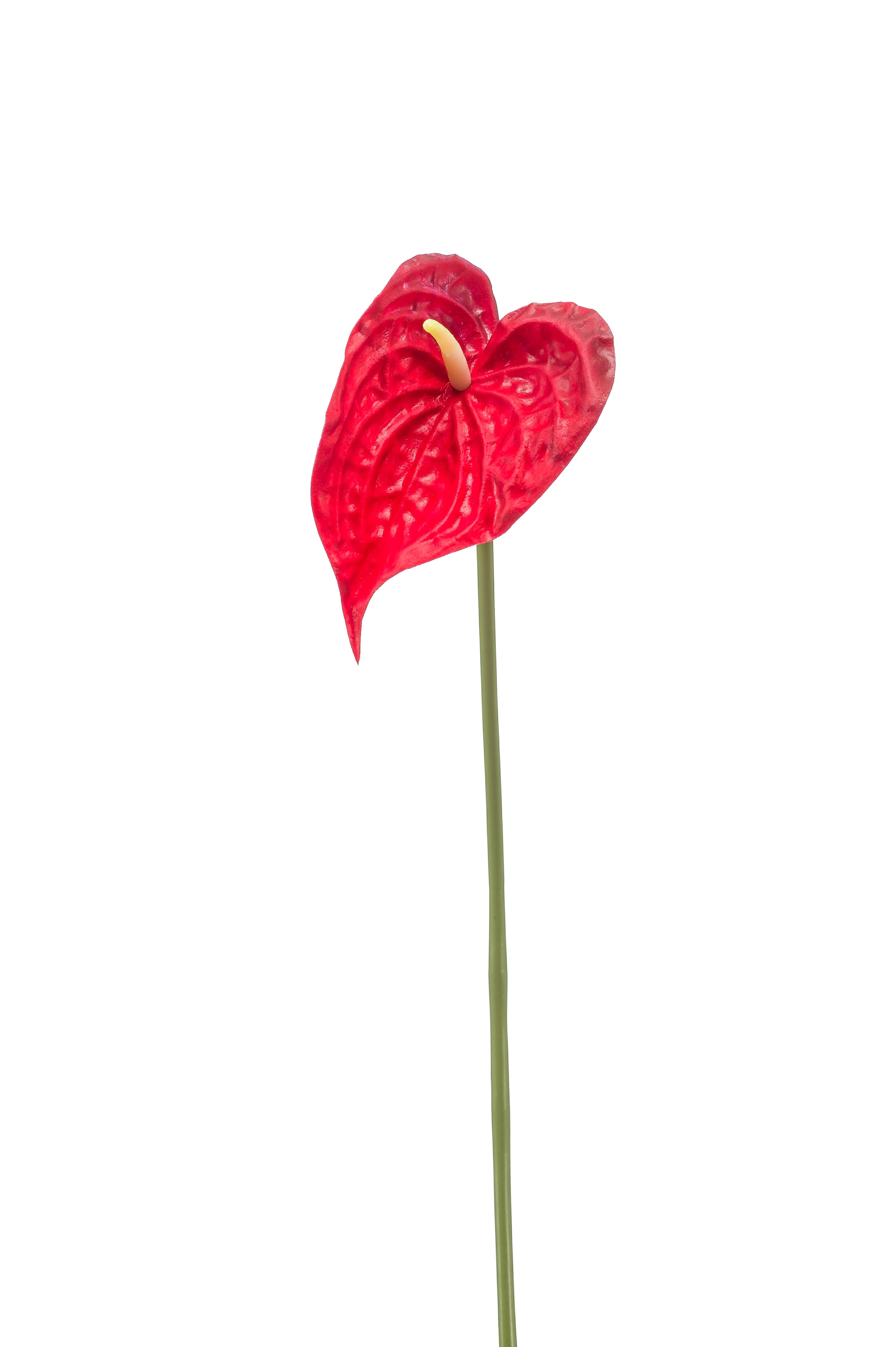 Anthuriun/Flamingóvirág/ gumi,piros  50 cm