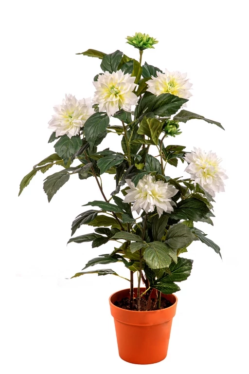 Cserepes Dália fehér 89 cm