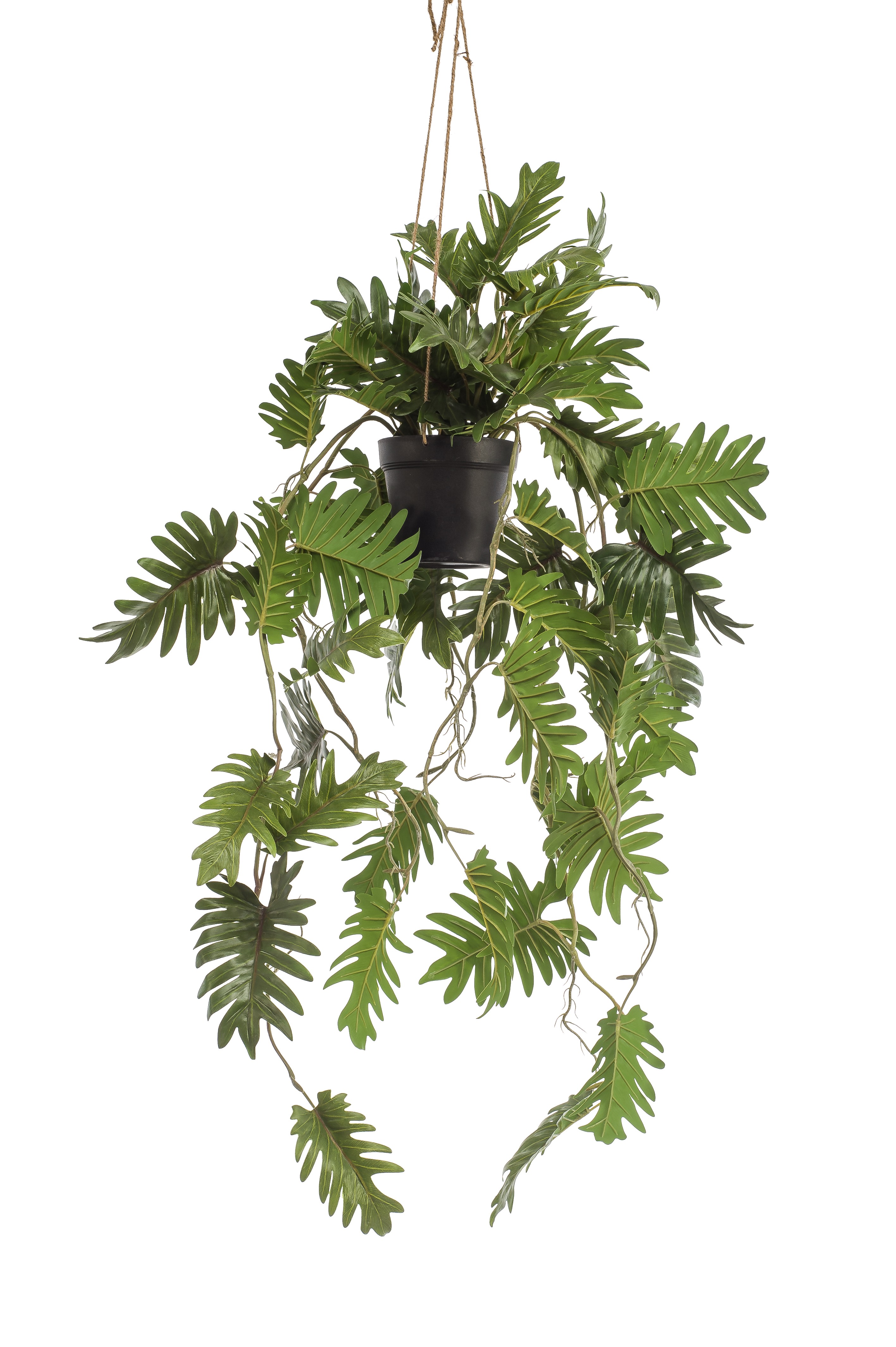 Cserepes Philodendron /Futó, selyem/ 80 cm