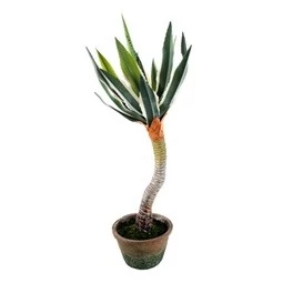Élethű cserepes Agave (Desmetiana) 60 cm