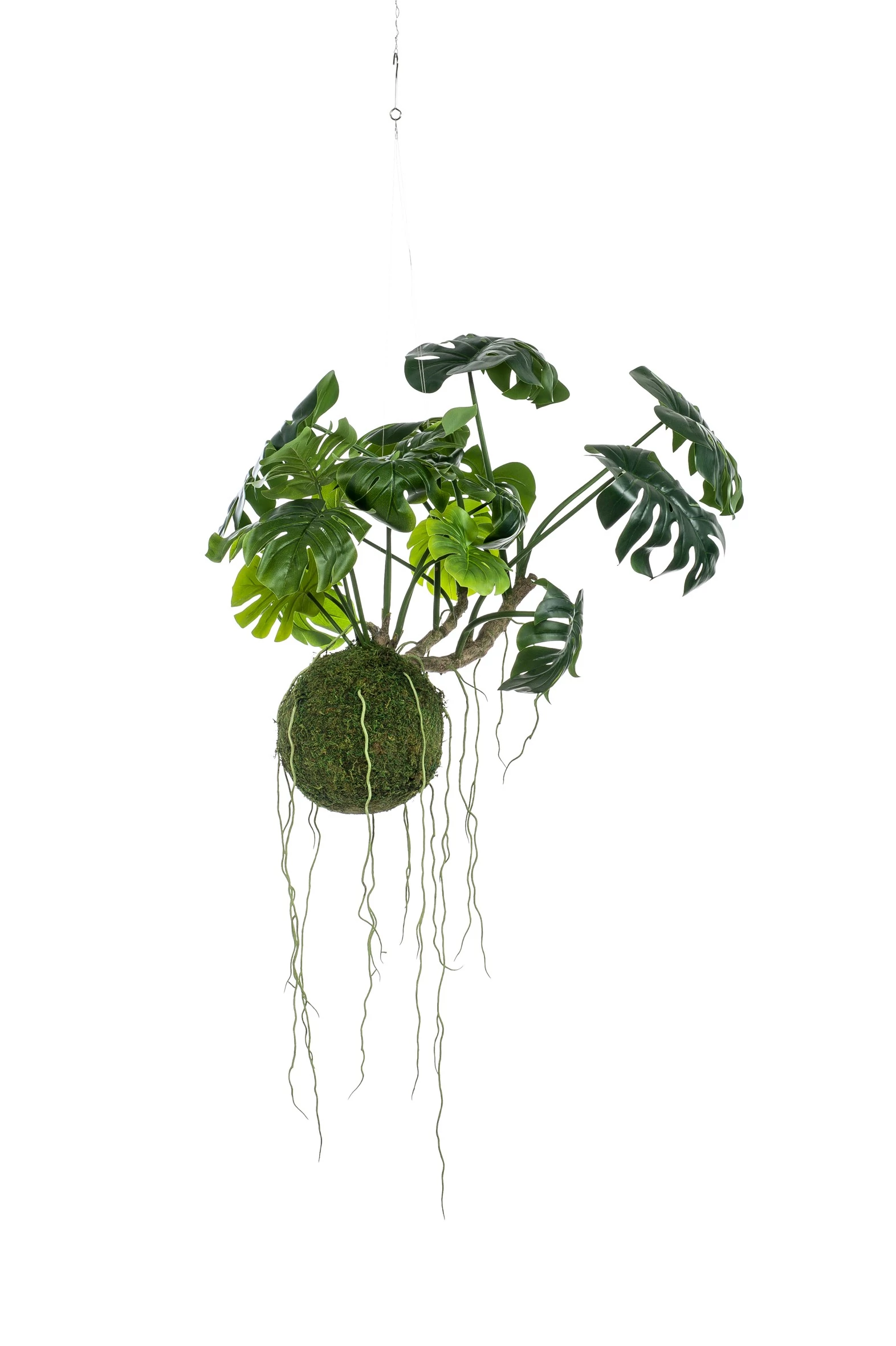 Élethű Monstera,Függő, Mohagömbbe ültetve,60 cm