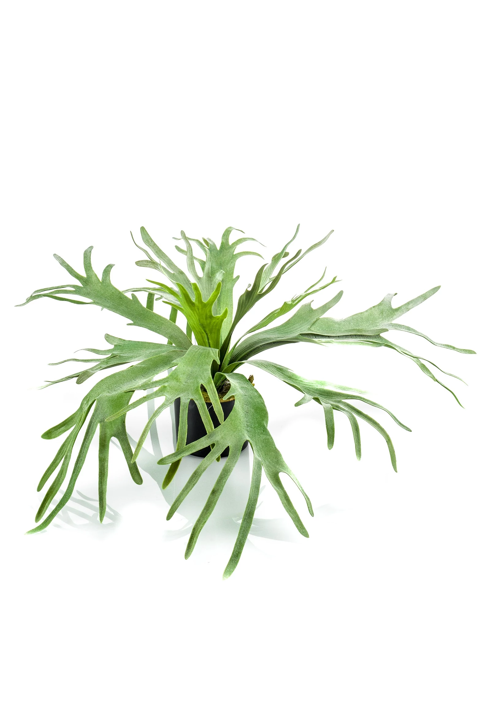 Szarvasagancs páfrány/ gumi/14 leveles, 60 cm,műanyag kaspóban